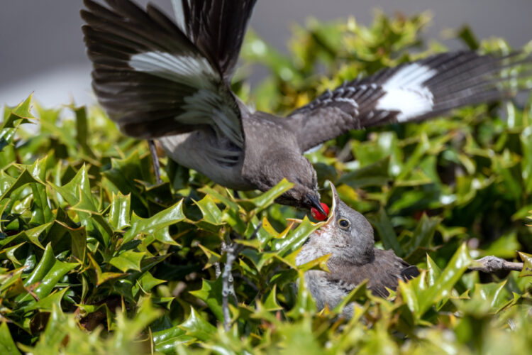Baby bird season: Please don’t kidnap the babies!
